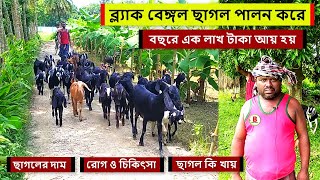 মেহেরপুরের ব্ল্যাক বেঙ্গল ছাগল । একটি ছাগল বছরে ৭ থেকে ৮ টি বাচ্চা দেয়। দেশি ছাগল পালনে বেশি লাভ