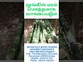 மூங்கில் மொத்தமாக வாங்கப்படும் tamil bamboo farming wood traders papermill savuku munkil