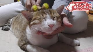 【前編】猫のマッサージ＆耳掃除ふきふきでうっとりご満悦な猫がかわいい