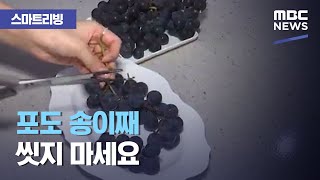 [스마트 리빙] 포도 송이째 씻지 마세요 (2020.09.15/뉴스투데이/MBC)