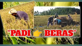 Proses Padi Menjadi Beras, ternyata tak semudah yang kita banyangkan...