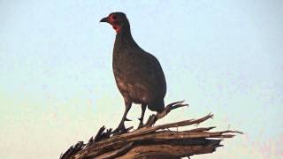 Mohlabetsi: Francolin