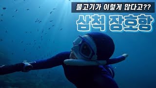 [프리다이빙 ep.23] 피아오 프리다이빙|삼척 장호항|여기 스노클링 성지가 맞구나?|freediving|펀다이빙|커프리프리다이빙|피아오프리다이빙