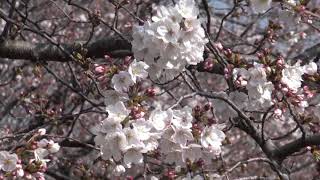 群馬県桜情報　2021.3.26　吉岡町道の駅周辺の桜