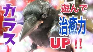 遊んで治癒力UP‼ハシボソガラスのラビちゃん元気です♪RABI the carrioncrow