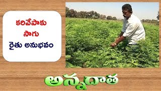 Success Story of Curry Leaf Farmer from Khammam || Etv Annadata