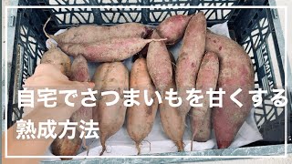 #046自宅でさつまいもを甘くする熟成方法