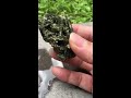 珍藏巴西天然綠碧璽（4）