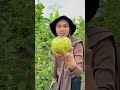 panen jambu crystal lagi‼️ shorts berkebun panen jambu