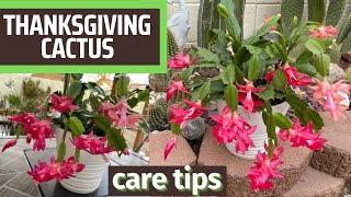 Thanksgiving Cactus, How I Care for It | Schlumbergera truncata