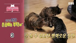 고양이를 부탁해 - 우리 집 왕따 춘삼이을 부탁해_#003