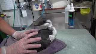 Emaciated Common Murre being examined at WildCare