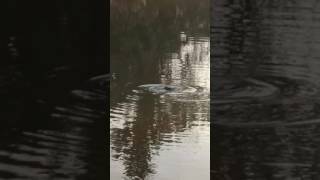 Alligator attacks bobber