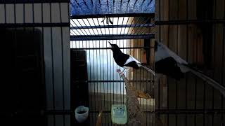 Sungguh Mengagumkan Si Meninting Cegar