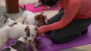 Richmond SPCA hosts puppy yoga event: 'Good vibes and a serotonin boost'