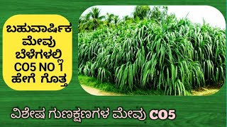 the best cattle Grass co5 verity fodder cattle green grass co5 perineal fodder grass kannada