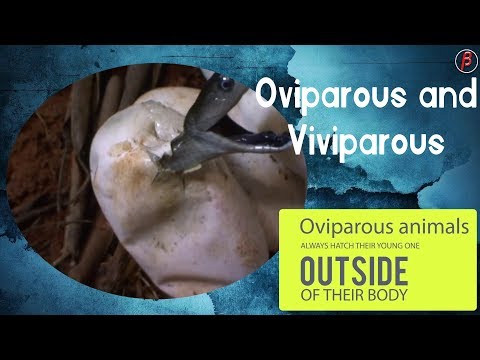 OVIPAROUS & VIVIPAROUS ANIMALS OVIPAROUS & VIVIPAROUS ANIMALS