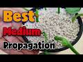Plant propagation in perlite | Is this the BEST rooting medium for cuttings?