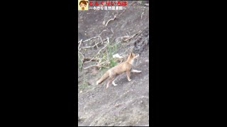 キツネ現る【V.vulpes japonica】長野県生坂村