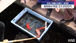 長洲町で金魚の初競り　最高値は３万３５００円