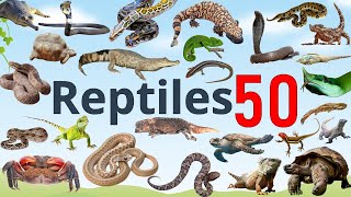 50 Reptile names in english #viralvideo #wateranimals #marinelife #reptiles #reptile