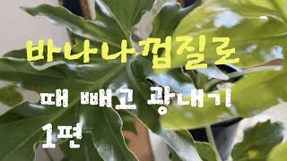 [켈리식물원 Good Life] 바나나껍질로 때 빼고 광내기,울고있는 셀로움보셨나요?