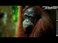 robotic spy orangutan meets real orangutans for the first time