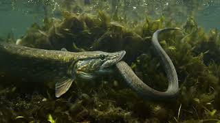 Pike Eats Snake Underwater Shocking Predator Attack Caught On Camera