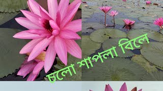 চলো শাপলা বিলে ঘুরে আসি