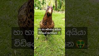 හපොයි මෙන්න මෙයා අපිව විඩියෝ කරනවා 🤑😁 #shots #chicken