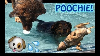 VLOG #4: Pooch Plunge!