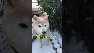 柴犬🐶あるある、雪の日ＳＷ入った！ #柴犬との暮らし #雪の朝 #癒し #柴好き #柴犬ライフ