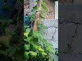 Berkebun di halaman rumah  #Berkebun #shortvideo #shorts