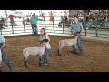 lcf market lamb show u0026 showmanship