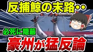 【海外の反応】衝撃‼オーストラリアが必死に隠してきた日本捕鯨の映像がヤバい！？