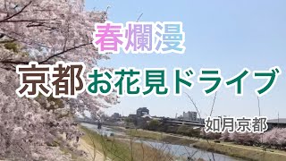 春爛漫🌸京都お花見ドライブ