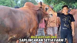 SAPI JUMBO UNIK BIKIN GEGER PASAR NEGO ALOT DEAL JURAGAN LUAR KOTA❗️