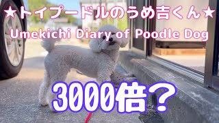 3000倍？ ★トイプードルのうめ吉くん(1436日目)★Umekichi Diary of Poodle Dog