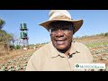 vegetable farming in zambia how diamondback moth led us to quit cabbage broccoli and cauliflower