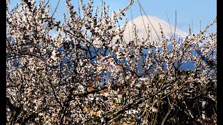 梅と富士山の競演