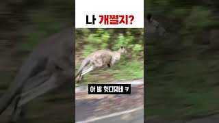 아 원숭이도 나무에 떨어지는 법이라고 ㅋㅋ #유머 #웃긴짤 #웃긴영상 #개그 #동물