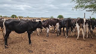 LOT OF 30 YOUNG HEIFERS READY FOR THE PREGNANCY PROCESS, ZÉ DE DANDA FARM!