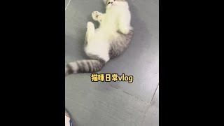 我也不想被吊啊 可是它冲我摇尾巴哎#猫咪 #治愈猫咪 #萌宠出道计划