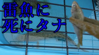 凶暴雷魚に死にタナゴを与えたら