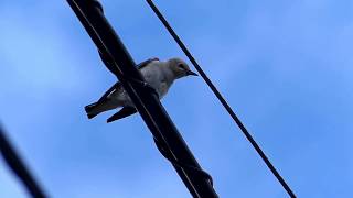 Female Parent of Chestnut-cheeked Starling Feeds Chicks in the Nest コムクドリ♀が樹洞の巣に通い雛に給餌・排糞（野鳥）