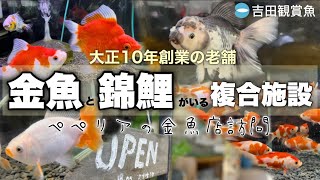 【金魚＆錦鯉】極上金魚が乱舞 水と緑の複合施設 吉田観賞魚さんに行ってきた Long-established Goldfish& Nishikigoi specialty store @peperia