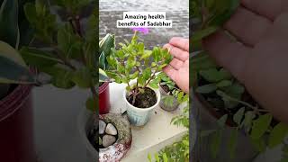 Amazing Plant with so many Health Benefits SADABAHAR #gardening #nature #ytshorts