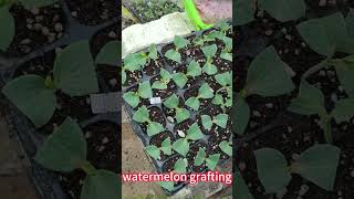 教你如何嫁接西瓜，此嫁接方法操作簡單易學Teach you how to graft watermelon, this grafting method is simple ，easy to learn