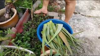 How to handle Aloe Vera 如何处理芦荟