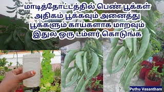 பெருங்காய கரைசல் தயாரிப்பு மற்றும் பயன்படுத்தும் முறை@puthuvasanthamgardenideas1159